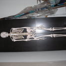 人体骨格模型 さしあげます
