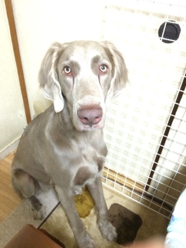 里親さん募集 大型犬ワイマラナー 代理投稿 みん 京都のその他の里親募集 ジモティー 里親さん募集 大型犬ワイマラナー 代理投稿 みん 京都のその他の里親募集 ジモティー