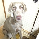 里親さん募集｜大型犬ワイマラナー♂｜代理投稿の画像