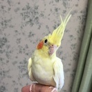 おとなしいパール系のオカメインコです！の画像