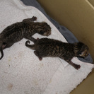 至急です。生後3日目の子猫2匹保護しています。お助けください。の画像