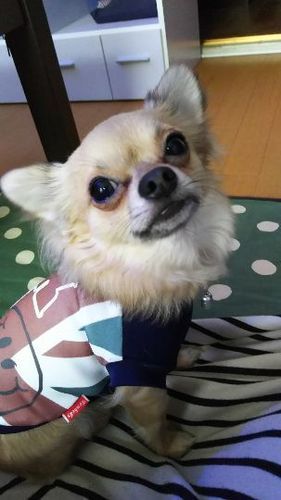 チワワ 今年の３月で３歳の賢い仔です チョンとプーとビー 札幌のチワワの里親募集 ジモティー