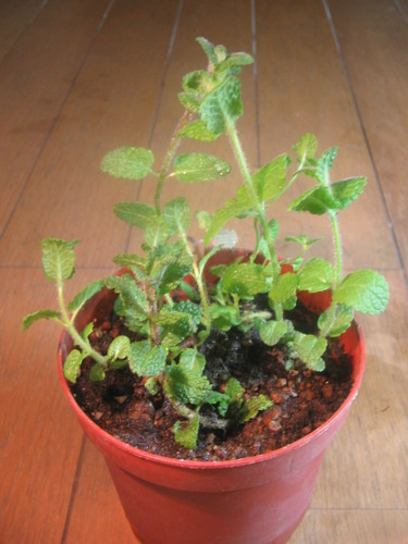 観葉植物西洋ハーブアップルミント芳香はかなり強く 甘い香りがします みゃごさ 中野坂上の家具の中古あげます 譲ります ジモティーで不用品の処分