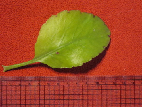 葉っぱから芽が出る不思議な植物 カルボン 日野のその他の中古あげます 譲ります ジモティーで不用品の処分