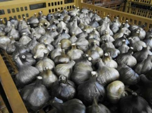早い物勝ち  黒にんにく  ２ｋｇ 2,000ｇ 熟成 お買い得   おまけ付き