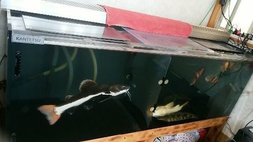 取引き完了！180水槽(台付)レッドテールキャットのプラチナ！