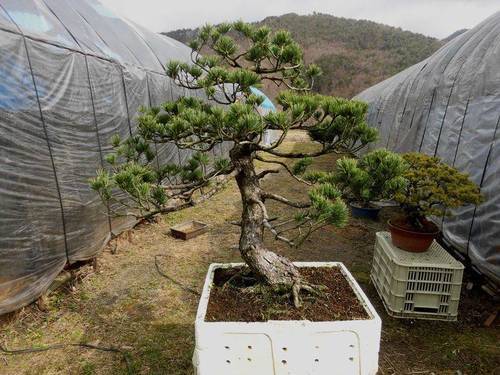 先祖所有の樹齢100年以上は経つ吾妻五葉松