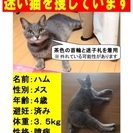 ※迷い猫探していますの画像