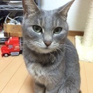 ※迷い猫探しています - 御坊市