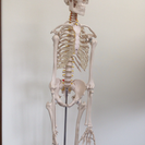 骨格模型(166cm)