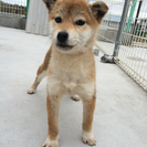 極小  柴犬  メス6カ月 − 岡山県