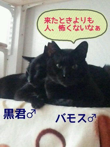 顔は砂狐 尻尾はピカチュウだよ アメリオままん 明石の猫の里親募集 ジモティー 顔は砂狐 尻尾はピカチュウだよ アメリオままん 明石の猫の里親募集 ジモティー