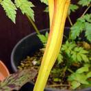 食虫植物 サラセニア Sarracenia flava 実生選抜...