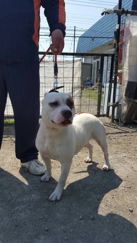 犬舎縮小のためピットブル 数頭里親募集します あらし 栃木のその他の里親募集 ジモティー