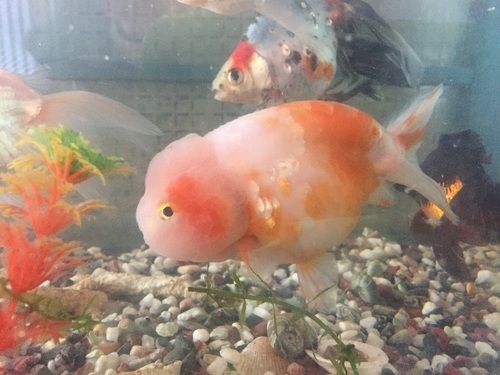 Mix金魚の卵 マツモ Komeya 大阪のその他の里親募集 ジモティー