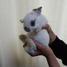 ミニウサギの赤ちゃん３月９日生まれ３羽目