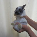 ミニウサギの赤ちゃん３月９日生まれ４羽目
