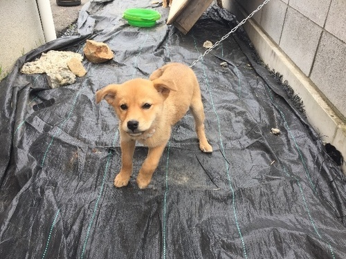里親さん募集します 雑種子犬 ぼやきのむさん 筑西のその他の里親募集 ジモティー