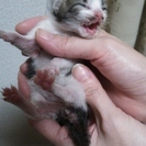 急募　4月８日生まれの仔猫です - 松戸市