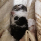 急募　4月８日生まれの仔猫です − 千葉県