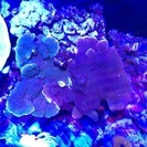 海水魚 サンゴ ウスコモン