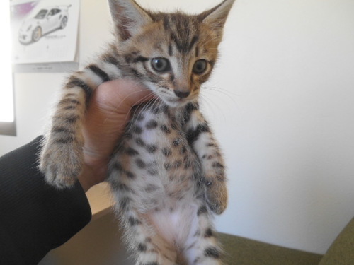 生後１ヶ月子猫差し上げます４匹います Kondo 名古屋の猫の里親募集 ジモティー