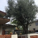 オリーブの大きな樹