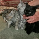生後２ヶ月の子猫３匹（トラ２匹♂♀と黒１匹♀）一生愛してあげてく...