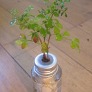 観葉植物　水耕栽培　セラハイト　ガラスの小瓶　ステレオスペルマム
