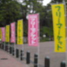 ◎◎「６月１８日（土）新宿中央公園　フリーマーケット」◎◎の画像