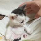 仔猫里親募集