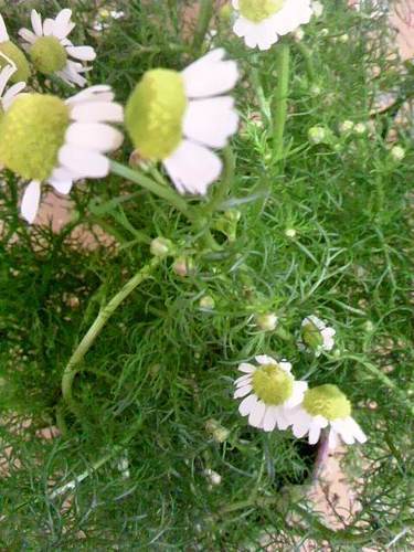 西洋ハーブ 観葉植物 ジャ マンカモミール 大きめの素焼きの鉢 花がどんどん咲きます みゃごさ 中野坂上の家具の中古あげます 譲ります ジモティーで不用品の処分