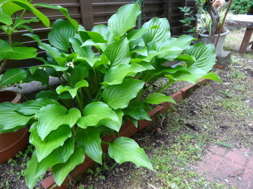 庭の植物名前がわかりません花も咲きます 空 三崎口のその他の中古あげます 譲ります ジモティーで不用品の処分