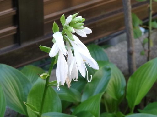 庭の植物名前がわかりません花も咲きます 空 三崎口のその他の中古あげます 譲ります ジモティーで不用品の処分