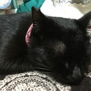 シャープでイケニャンな黒猫（１歳）の里親さん募集 - 朝霞市