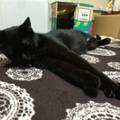 シャープでイケニャンな黒猫（１歳）の里親さん募集 - 猫
