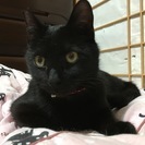シャープでイケニャンな黒猫（１歳）の里親さん募集 - 里親募集
