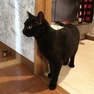 シャープでイケニャンな黒猫（１歳）の里親さん募集 − 埼玉県