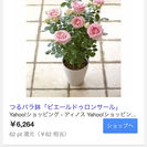 薔薇の鉢植え