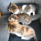 生後１か月の子猫３匹の里親様募集致します。
