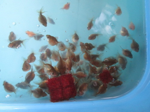 発送できるようになりました ピンポンパール黒仔約４センチ３匹セット 金魚小屋希ｏｐｅｎ記念 マメゼット 若松のその他の中古あげます 譲ります ジモティーで不用品の処分