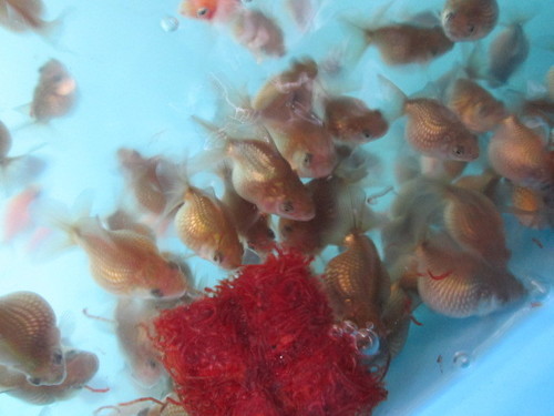 発送できるようになりました ピンポンパール黒仔約４センチ３匹セット 金魚小屋希ｏｐｅｎ記念 マメゼット 若松のその他の中古あげます 譲ります ジモティーで不用品の処分