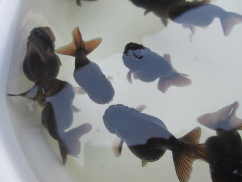 発送できるようになりました 黒らんちゅう弐歳魚４ ６センチ３匹セット 金魚小屋希ｏｐｅｎ記念 マメゼット 若松のその他の中古あげます 譲ります ジモティーで不用品の処分