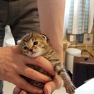 【終了】産まれて２週間ぐらいの子猫の里親募集してます - 猫