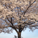 自転車仲間募集！