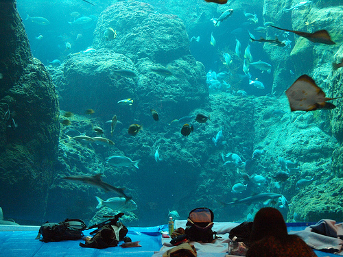 新江ノ島水族館「お泊りナイトツアー」5/21-22 2名分