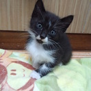 母猫1匹の里親さん募集！！！ − 神奈川県