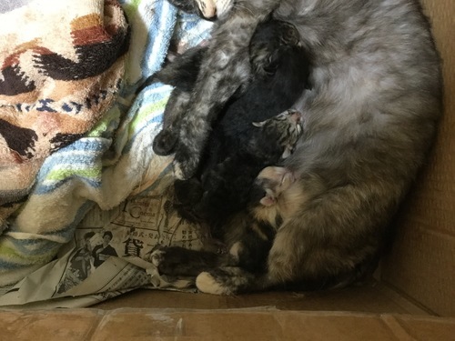 生まれたて子猫６匹 どの子も元気です 黒ちゃん３匹はこちら サビ 黒ちょっと模様入り ちゃん成約 黒カギしっぽちゃん予約済 先住猫ちゃんと 猫一目 鎌ケ谷の猫の里親募集 ジモティー