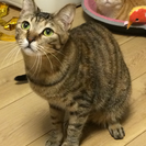 かわいいキジ猫 トウコちやん 1歳 − 大阪府