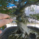 さつき　如峰山